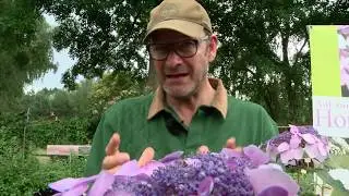Hortensien Der Kurs| Sorten, Pflege, Düngen, Schnitt| Teil 4 Pflege: Boden, Düngen, Hortensie blau