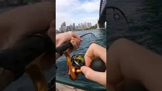 Kingfish under the harbour bridge. #fishing #sydneyfishing #sydneykingfish #fishingaustralia #fish