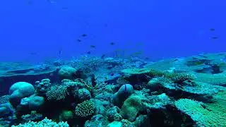 Fish in the blue undersea