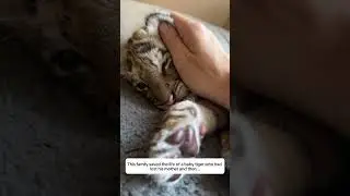 This family saved the life of a baby tiger who had lost his mother #shortvideo #animalrescue