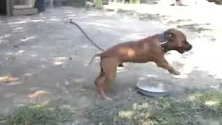 Pinolero Kennels