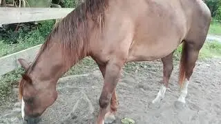 Stubborn horse  