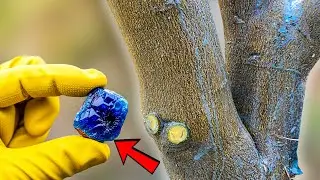 One Time Lemon Hack That Keeps Your Tree Healthy and Fruiting All Year (YOU Will Shock!)