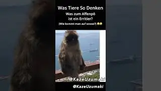 Affen im Urlaub 😂 Lustige Tiervideos | Funny Talking Animals #lustig #lustigevideos #comedy