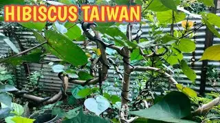 HIBISCUS TAIWAN