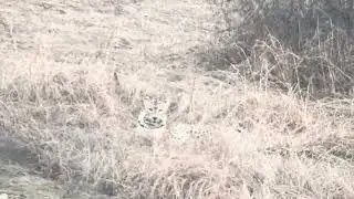 Leopard spotted at jawai leopard 🐆 safari
