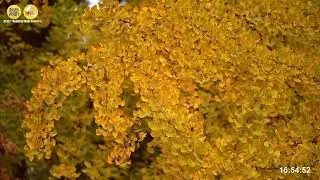Autumn Splendor in the Ancient City of Xi'an