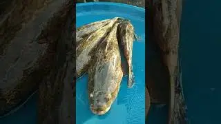 HARGA IKAN BAKUT / BETUTU DI PASAR rp. 45000/kg