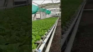Kisan Hydrophonic Farm #garden #farming #hydroponics #agriculture
