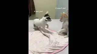 Kitten playtime so cute #catlover #foryou #funnycat #catsoftiktok #scread