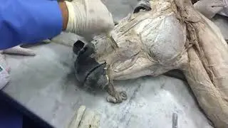 Revasion 1 Anatomy 3 by dr.said Faculty of Veterinary Medicine Cairo University