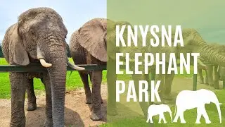 Knysna Elephant Park - Garden Route