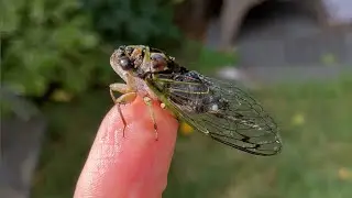 Interesting Insects in Summer