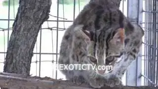 Leopard Cats - The GW Zoo