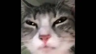 🐈&zwj;⬛️ CAT MEME Dance BONFIRE TikTok Dance Compilation | Challenge 🎵 | Childish Gambino - Bonfire