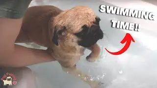HOW I SHOWER MY PUG AT HOME  (Pug Puding swam)