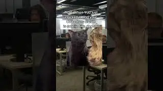 Cats at the office