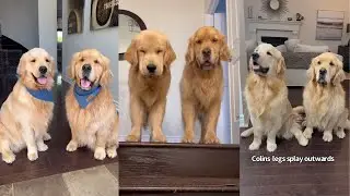 The Funny Differences Between My Two Golden Retrievers