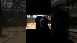 This is a Sloth bear, which in India is more feared than tigers for its violent nature