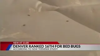 Denver ranks among top 20 cities for bed bugs: List