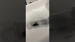 Many have heard the call of the Field Cricket, but have you seen how they make that sound?
