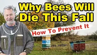 Beekeeping Die-Outs This Fall: What&rsquo;s Behind the Increase