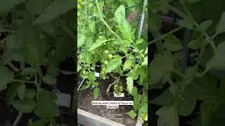 Should You Fertilize Your Fall Garden?