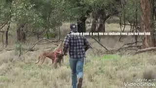 Treta Canguru x Homem : Legendado PTBR