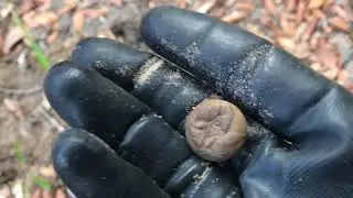 Metal Detecting a Union Civil War camp in Beaufort, South Carolina!