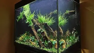 HOW TO AQUASCAPE a Tall Planted Tank - eaFreshwater 900