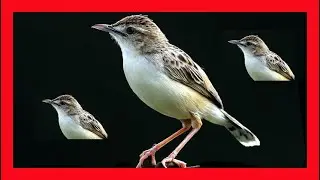 Веерохвостая цистикола Пение - Cisticola Juncidis