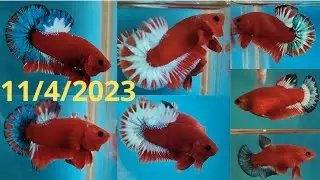 Red Fancy Star Tail - Si&ecirc;u Phẩm c&oacute; 1 0 2 - Gen Tốt l&agrave;m giống chất lượng || đợt c&aacute; ng&agrave;y 11/4/2023