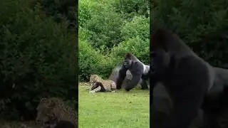 Silverback PUNCHES Leopard - SAVES Baby 🔥 #viral