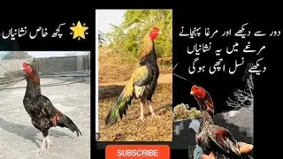 How to check aseel murgha for best breed (mean steps)