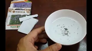 Hướng dẫn ươm hạt lavender (oải hương) - Hướng dẫn trồng lavender bằng hạt.