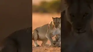 Double Cub Roar Surprise 🦁🐾💥💛 #lioncub #cubduo #motherlion #doublejump #tinyroar #softsqueak #cute