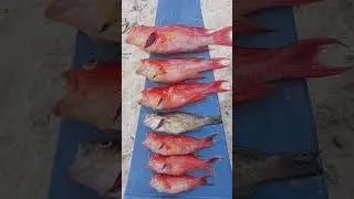 Micro Jigging, Panglao Bohol. #panglao  #panglaobohol #boholisland #bohol #fishing #microjigging