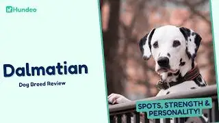 Dalmatian Dog Breed Review: Secrets, Spots, Strength & Personality!