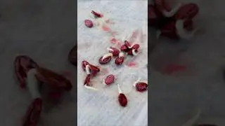 Best Tips to Sow Watermelon Seeds #shorts