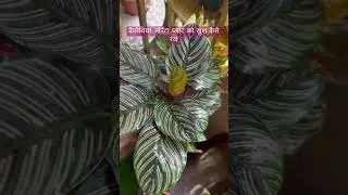 how to keep calathea ornata plant happy #gardeningaesthetics #gardeningideas #balconygarden #shorts