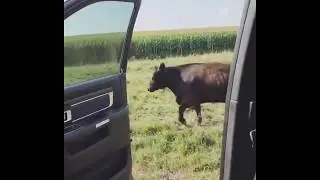 Cow Kiki Challenge