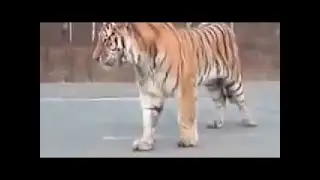 Siberian Tiger blocks Road | Documentary HD