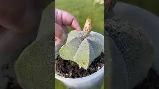 This Star Cactus Looks Unreal 😮🌵 | Bishop&rsquo;s Cap