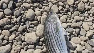 Striper fishing with Joe Monday Labor day 2025