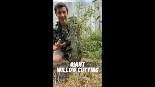 I can&rsquo;t believe we rooted this Giant Willow Tree Cutting!!