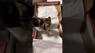 Маленькая помощница помогла упаковать заказ #5one #sneakers #nike #asmr #cat #babycat
