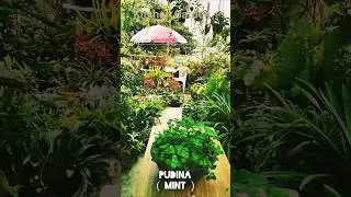 Grow Pandan, Mint, Lemon grass, Thime, Thai Basil, Garam Masala spice Plant In Your Kitchen Garden
