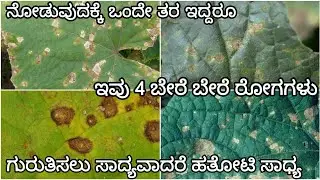 Cucumber Leaf spot diseases | ಸೌತೆಕಾಯಿ ಎಲೆ ಚುಕ್ಕಿ ರೋಗಗಳು | Symptoms and control measures