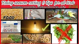 Rainy season care for buggies || healthy food for rainy season  || IN TAMIL||