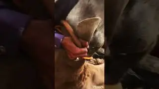 For home qurbani 2023 . Dumba lovers #shorts #youtubeshorts #qurbanistatus